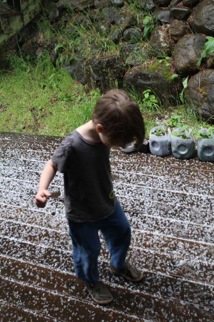 ithilien dancing in the hailstones left behind on our deck